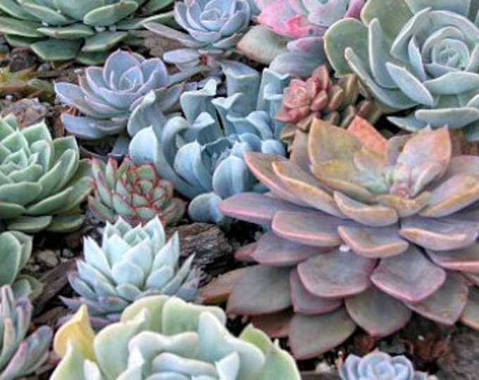 Succulent 8 Rosette Designer Mix Plants