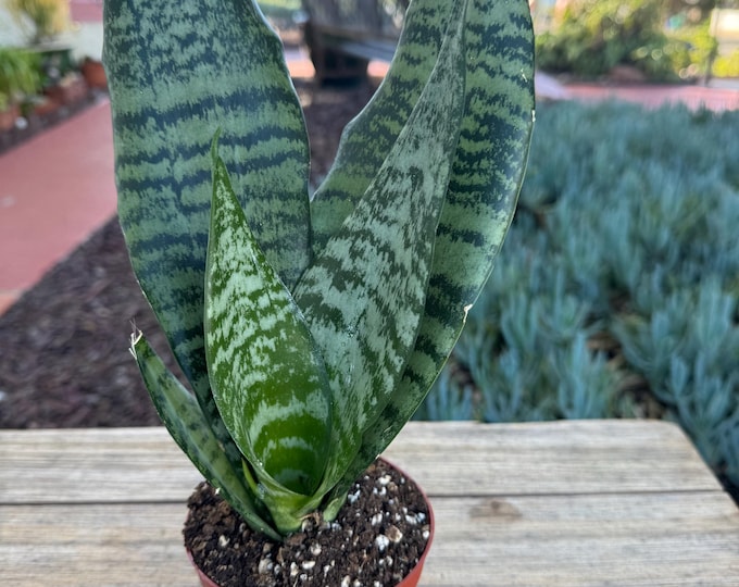 Sanseveira Succulent Plant, indoor plant 4 inch pot