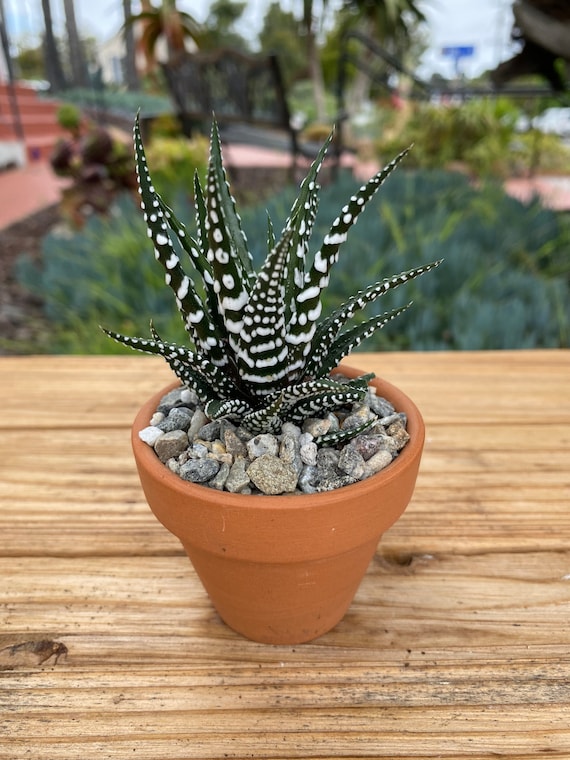 Zebra Plant, Mini Succulent in 2 Inch Clay Pot - Etsy