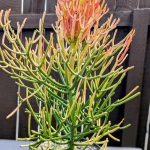 Euphorbia Tirucalli Firestick Succulent Plant Large
