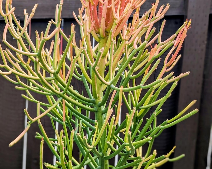 Euphorbia Tirucalli Firestick Succulent Plant Large