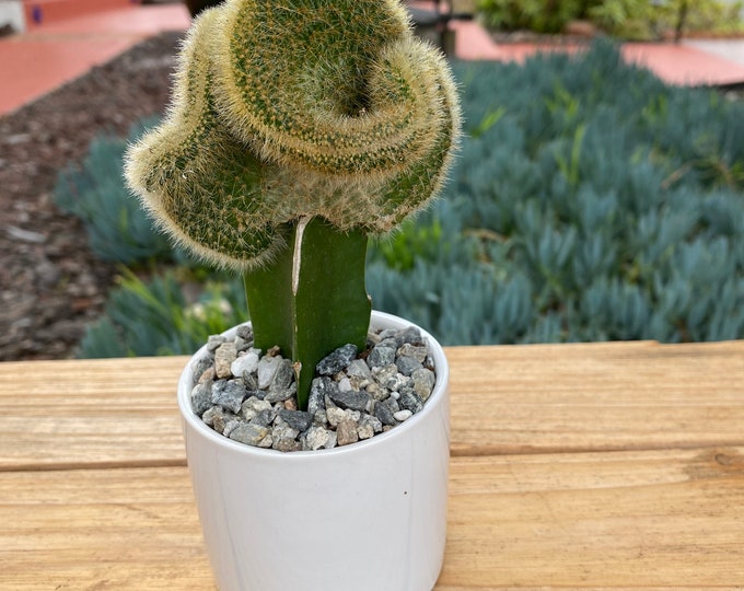 Grafted Crest Moon Cactus Plant in ceramic white pot