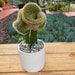 see more listings in the Cactus Plants section