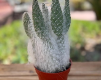 Opuntia Snow White Cactus Plant 4 inch pot