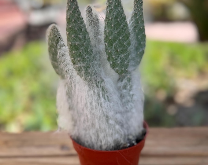 Opuntia Snow White Cactus Plant 4 inch pot