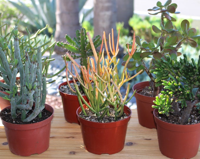 Landscape Succulent Plant Assortment, 6 Potted Plants