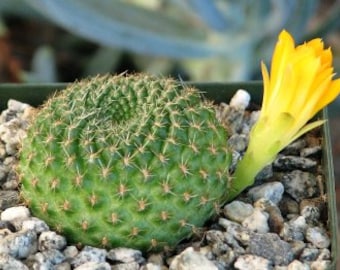 Rebutia Marsoneri Cactus Plant