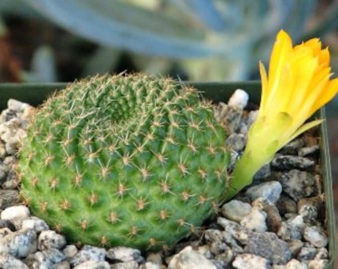 Rebutia Marsoneri Cactus Plant