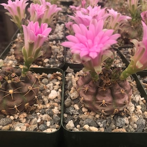 Gymnocalycium Rotundulum Cactus Plant