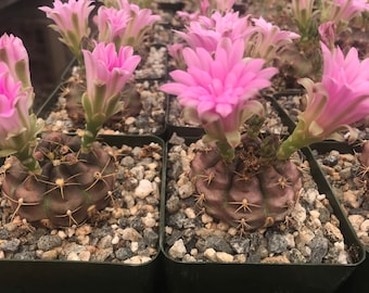 Gymnocalycium Rotundulum Cactus Plant