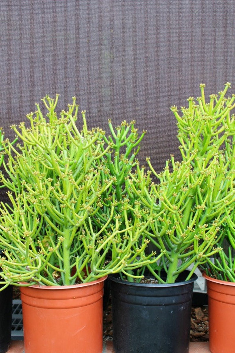 Euphorbia Tirucalli Pencil Tree Succulent Plant Etsy
