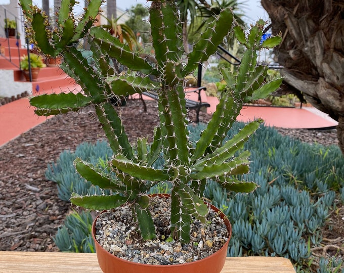 Euphorbia Acurensis Candelabra Large Branched 2-3 stalks Succulent Plant