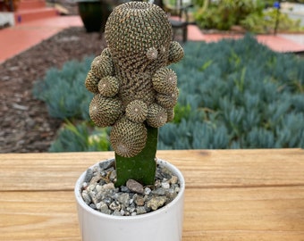 Grafted Rebutia Clumping in ceramic white pot, Cactus Plant, gift plant