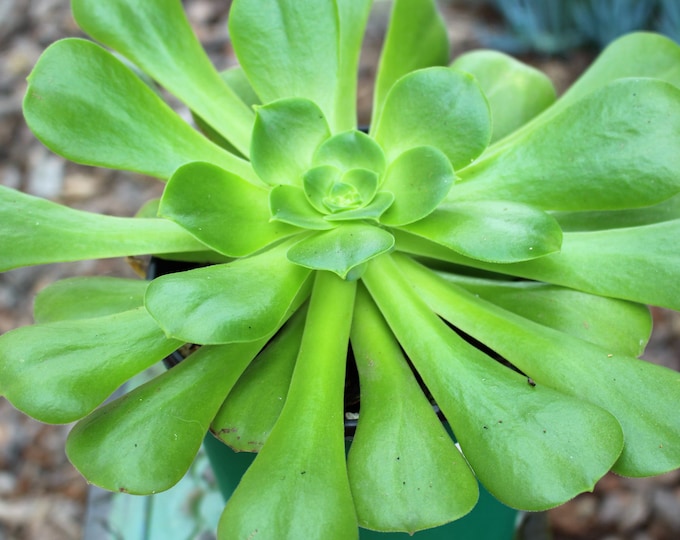 Aeonium Green Rosette Succulent Plant 6 inch pot