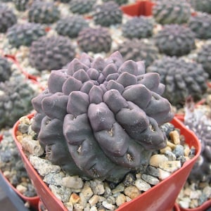 Neoporteria Oculta Cactus Plant