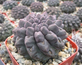 Neoporteria Oculta Cactus Plant