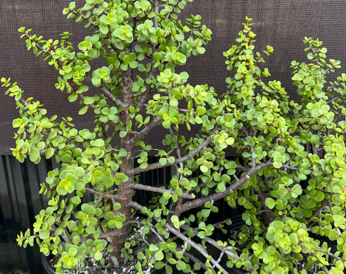 Large Portulacaria Succulent Plant for Landscaping