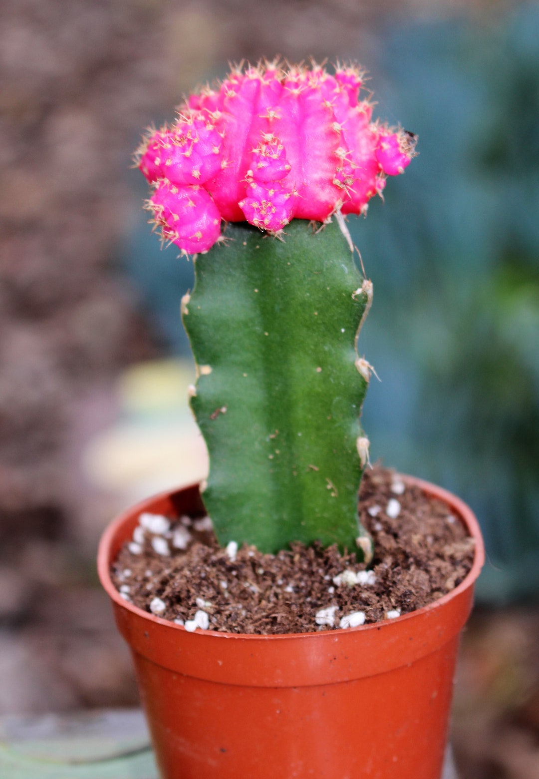 Grafted Pink Cactus Plant 