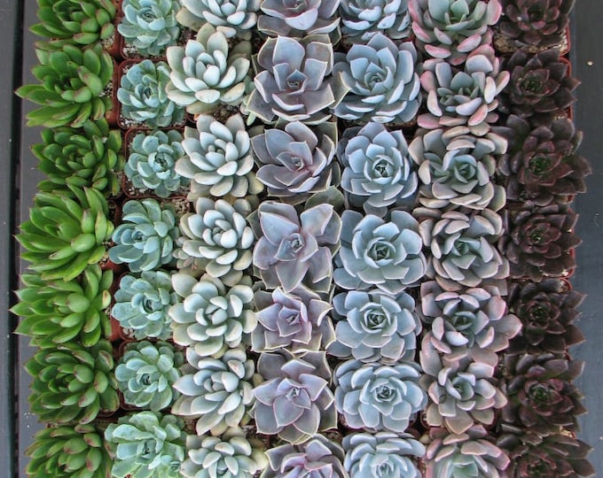 5 Live Echeveria Succulent Rosettes, Assorted Mini Plants