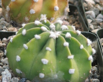 Echinopsis Fuzzy Cactus Plant