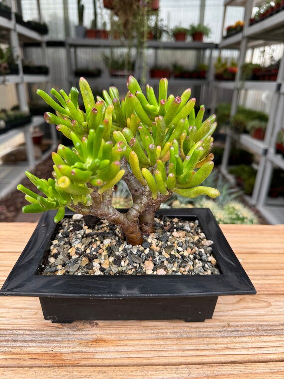 Bonsai-like Crassula Jade Plant - Etsy