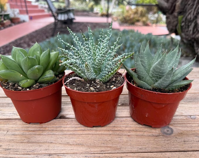 Haworthia Set Three Succulent Plants