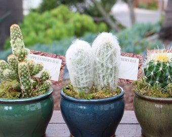 Potted Cactus Glazed Pot  Gift Plant one plant