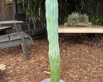 Crested Cactus Plant, exotic plants, landscape plant