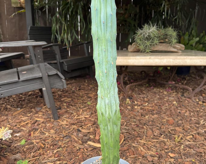 Crested Cactus Plant, exotic plants, landscape plant