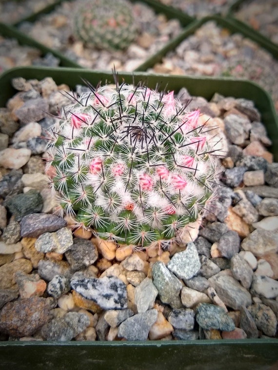 Mammillaria Pseudoperbella Cactus Plant