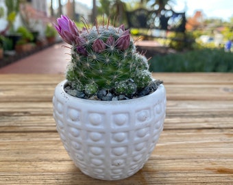 Mini potted cactus  Plant one Ceramic White pot, gift plant