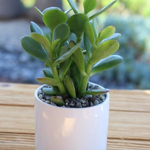 One potted fortune Crassula plant, white pot