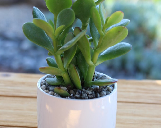 One potted fortune Crassula plant, white pot