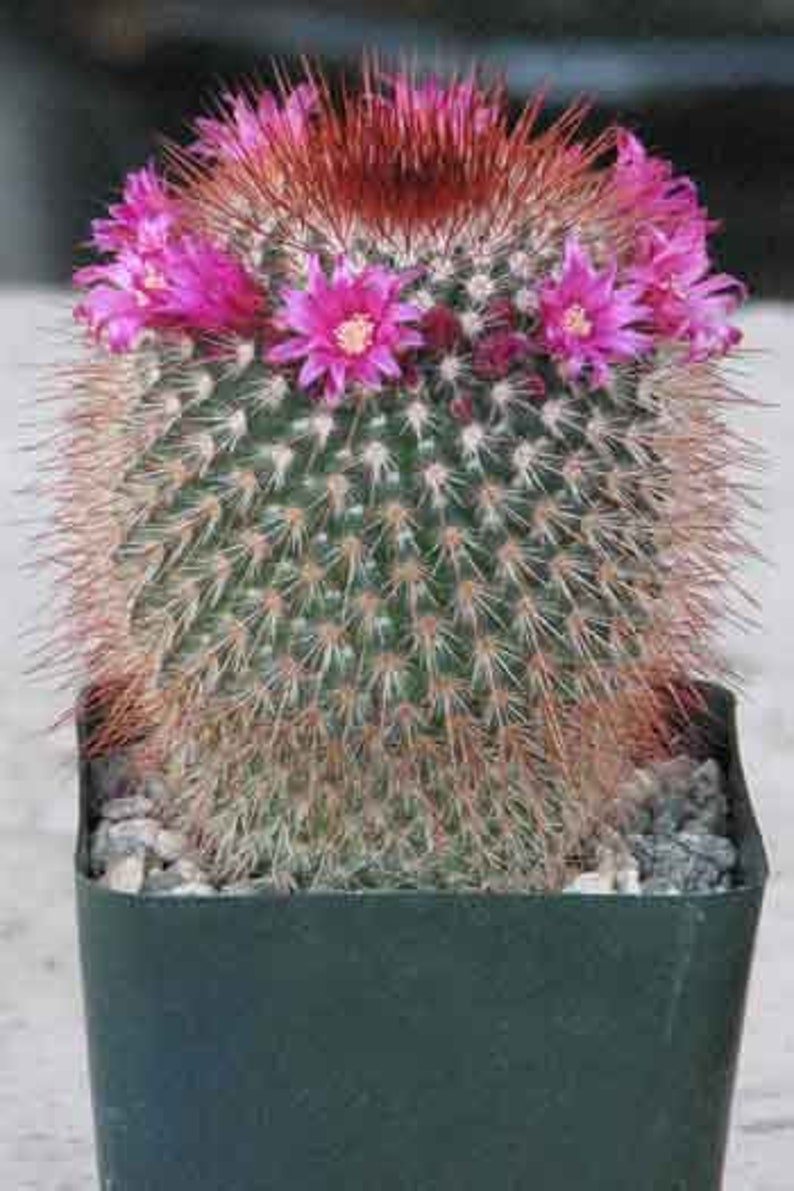 Mammillaria Spinossisima Cactus Plant Bild 1