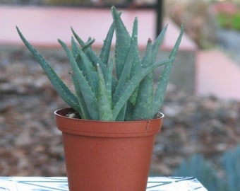 Aloe California Succulent Plant, Blueish Drought Tolerant Aloe