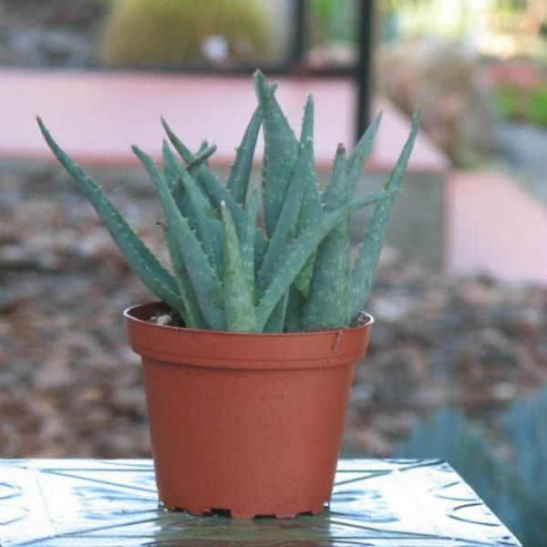 Plante succulente d'aloès de Californie, plante d'aloès bleu