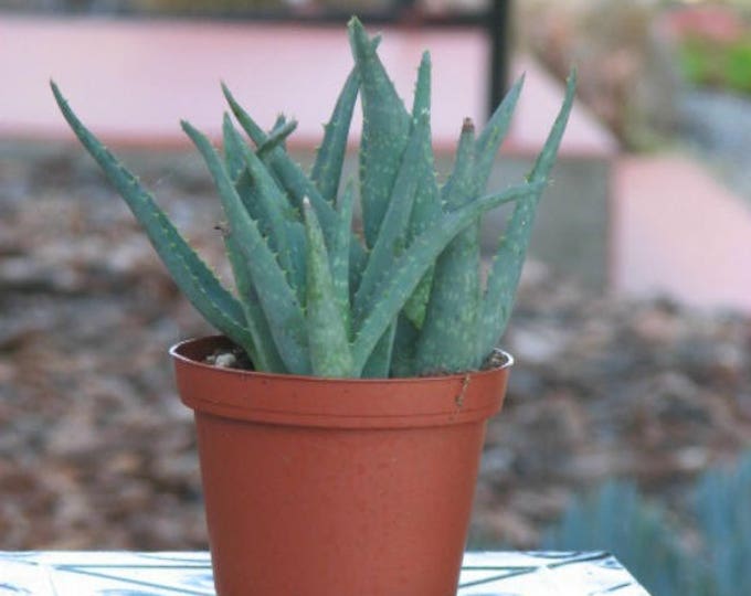Aloe California Succulent Plant, Blueish Drought Tolerant Aloe