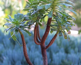 Aeonium Purpuratrum branched Succulent Plant