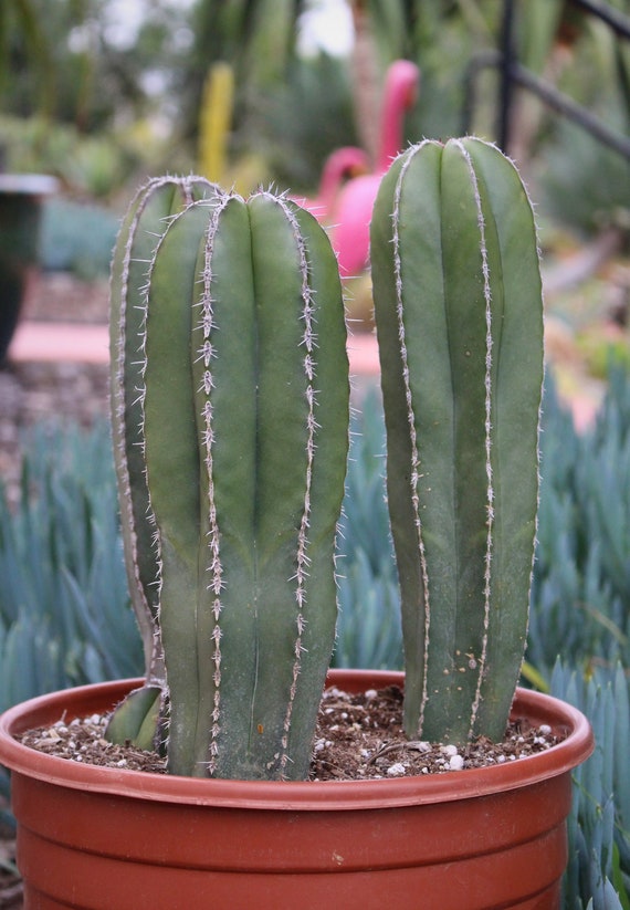Mexican Fence Post One Column Plant Etsy