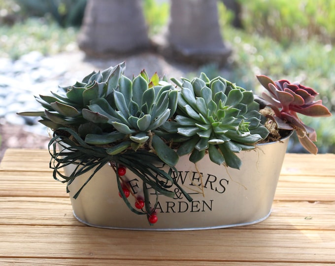 Echeveria Succulent Gift Planter, mothers day gift