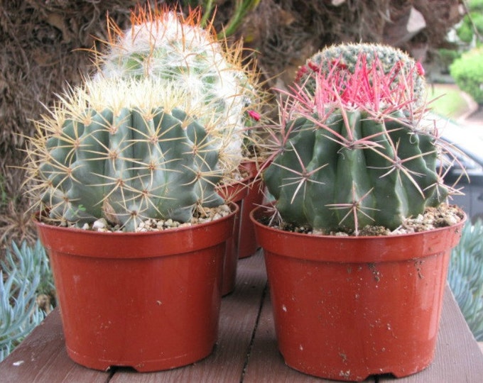 Two Over sized Cactus 6 inch pots