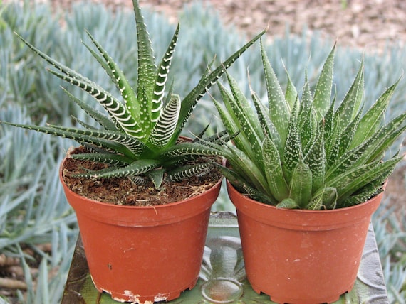 Duo Haworthia Zebra- Aloe Aristata Succulent Plants - Etsy sterreich
