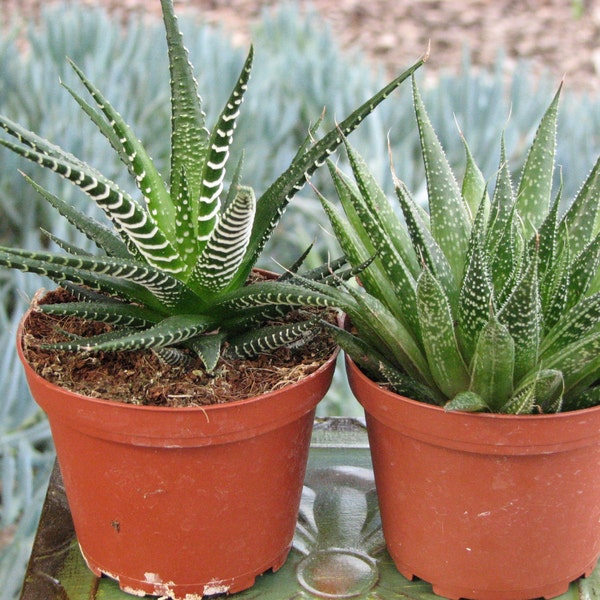 Duo Haworthia Zebra- Aloe Aristata Succulent Plants