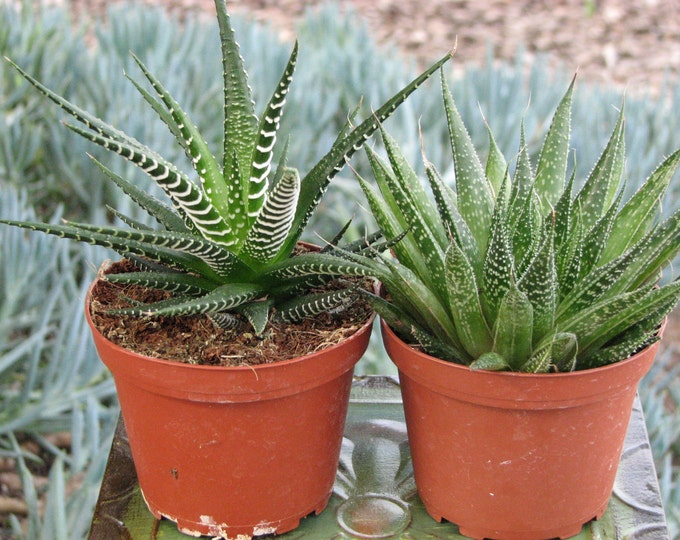 Duo Haworthia Zebra- Aloe Aristata Succulent Plants