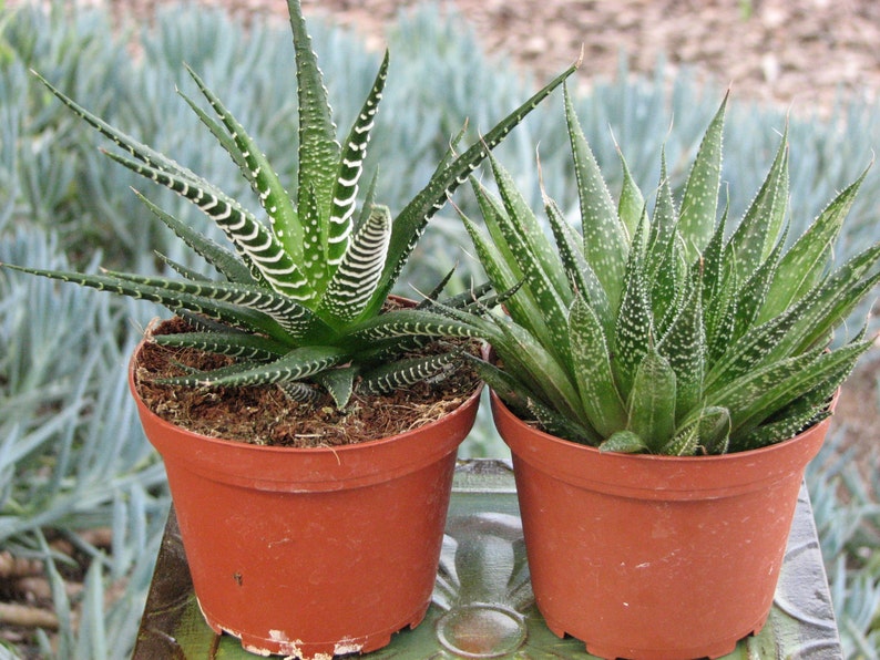 Duo Haworthia Zebra Aloe Aristata Succulent Plants image 1