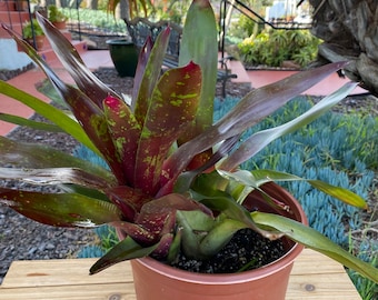 Bromeliad  Succulent Plant 17”, landscape plant large