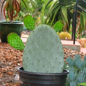 Opuntia Prickle Pear  Cactus Plant