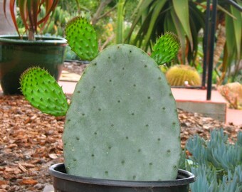 Opuntia Prickle Pear  Cactus Plant