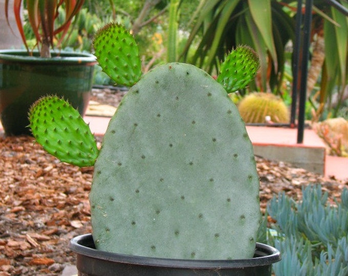 Opuntia Prickle Pear  Cactus Plant