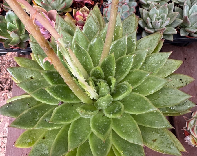 Echeveria Agavoide Succulent Plant 6 inch pot